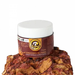 Cordyceps Whole Dried