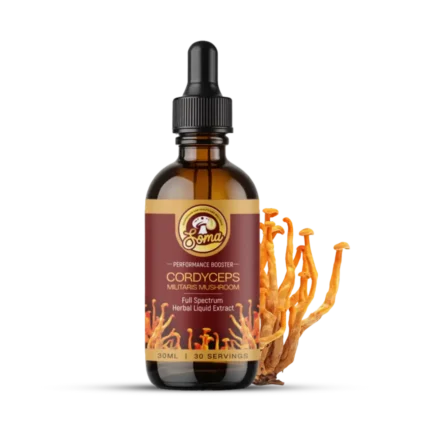 best medicinal mushrooms in India