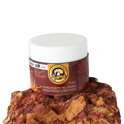 Cordyceps Whole Dried