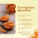 Cordyceps Whole Dried - Image 5