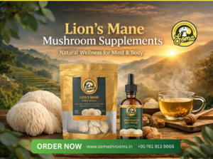 Lion’s Mane Mushroom Supplement