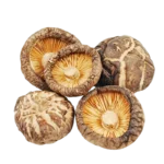 best medicinal mushrooms in India