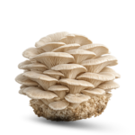 Farm Fresh Oyster Mushroom in India