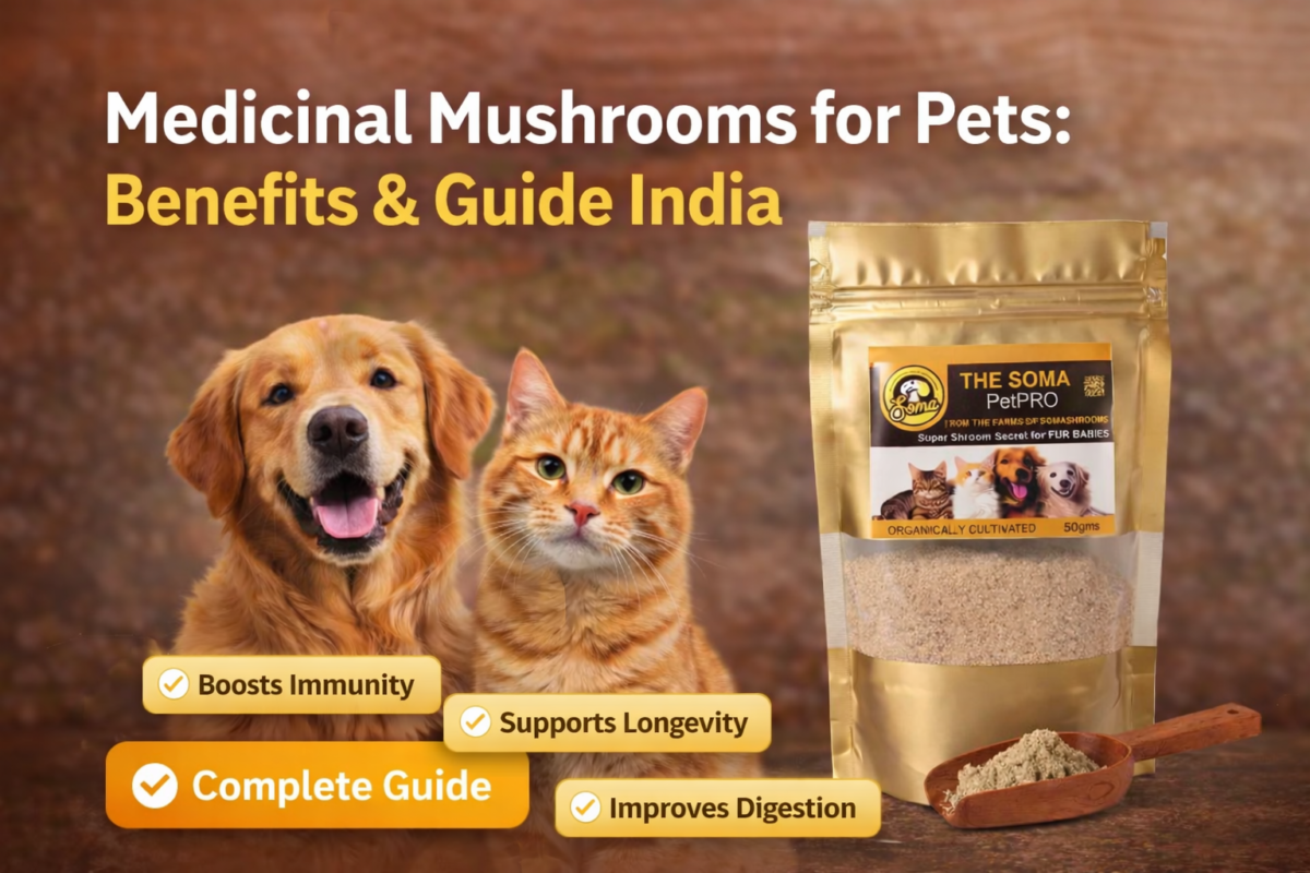 Medicinal Mushrooms for Pets