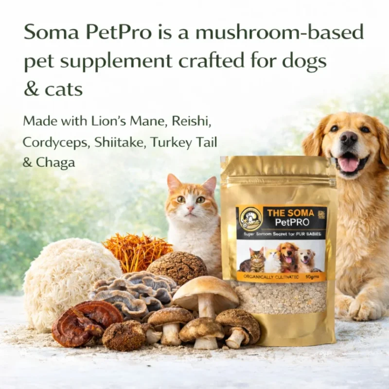 Medicinal Mushrooms for Pets
